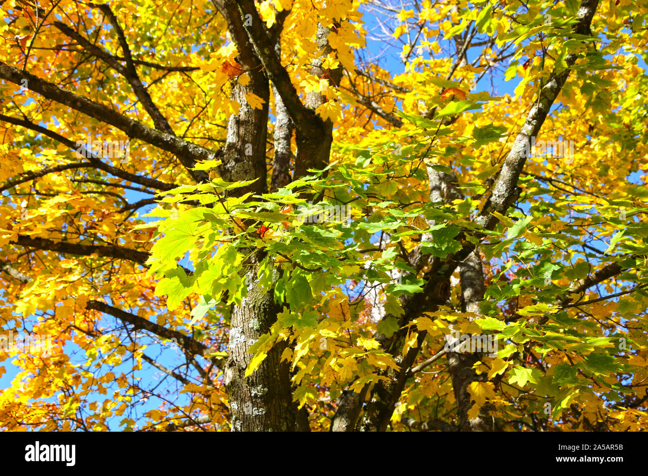 Maple Tree With Yellowed And Green Autumn Leaves Against A Blue Sky ...