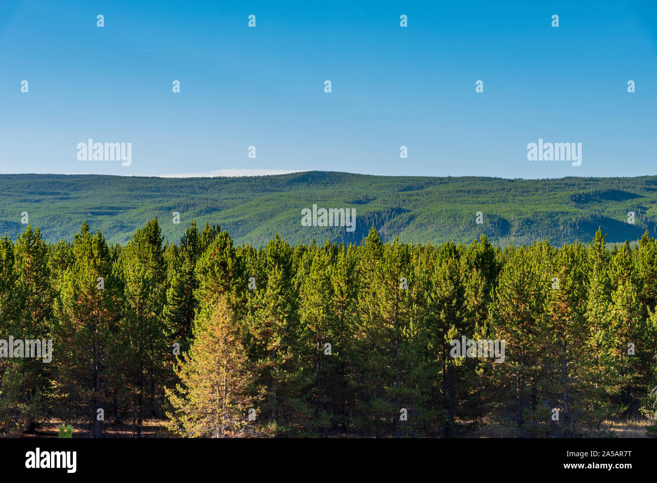Green forest with green mountains under blue skies Stock Photo - Alamy