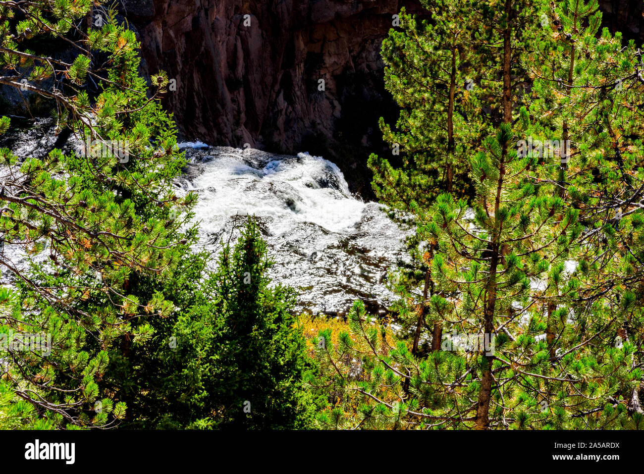 White water river running through canyon with tall green pine trees. Stock Photo