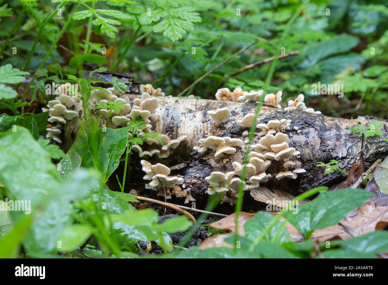 White fungus growing on dead wood also known as Plicaturopsis crispa