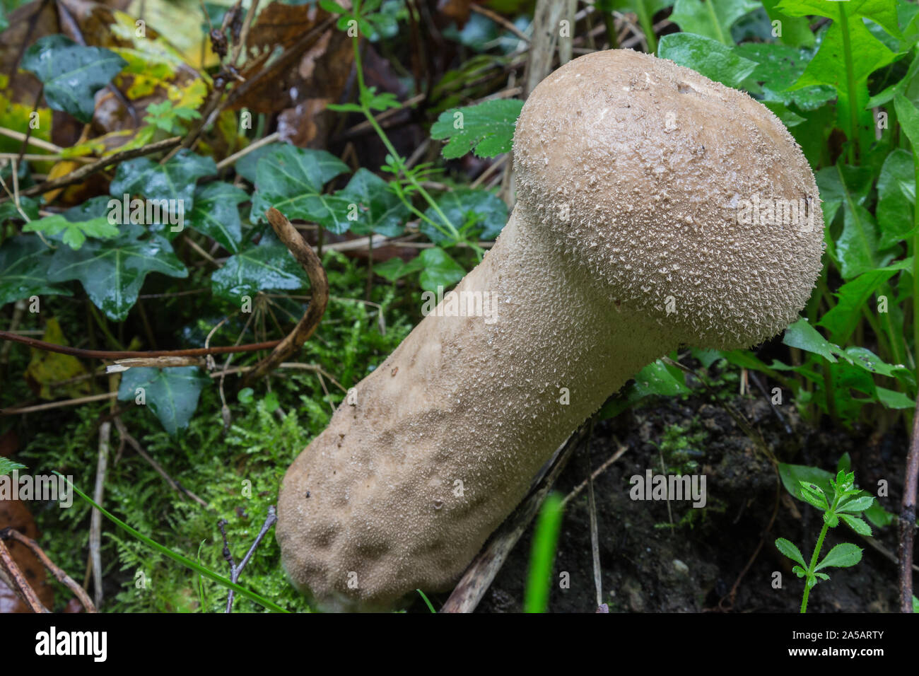 Slate Bolete or Leccinum duriusculum, is a genus of fungi in the family Boletaceae. It was the name given first to a series of fungi within the genus Stock Photo