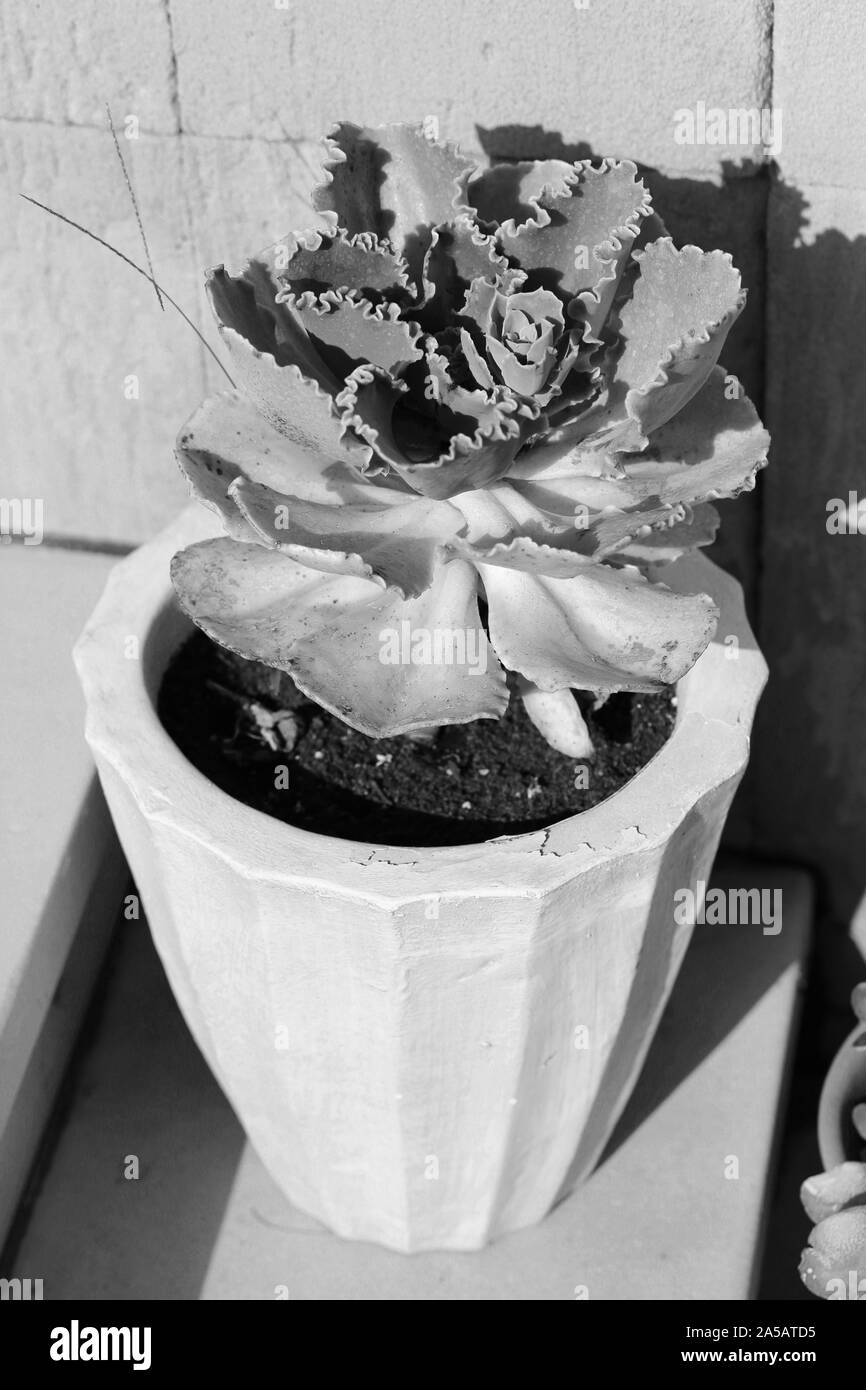 Houseplant Black and White Stock Photos & Images Alamy