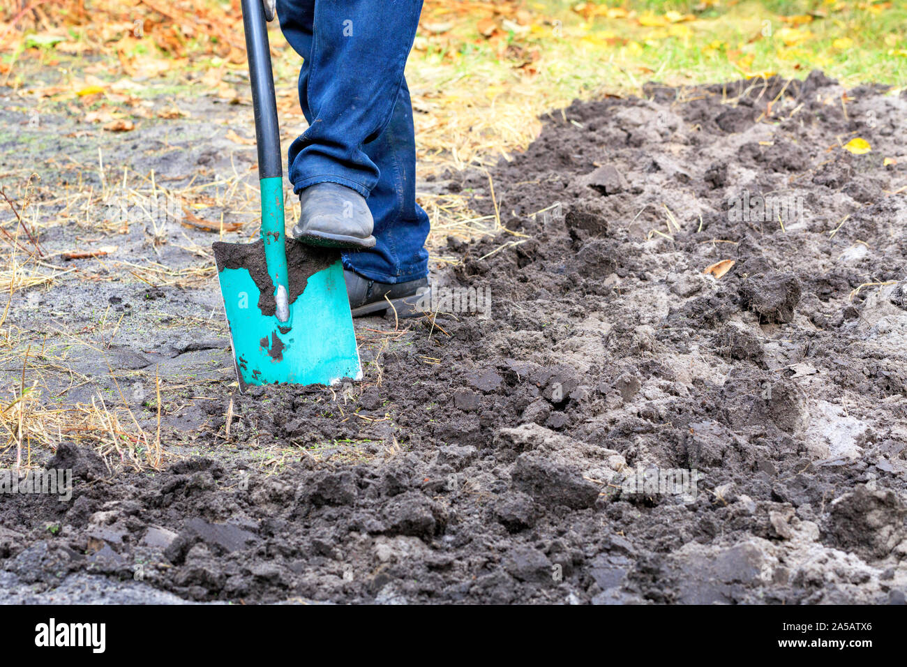 A farmer with a shovel digs the ground and removes the weeds from the ...