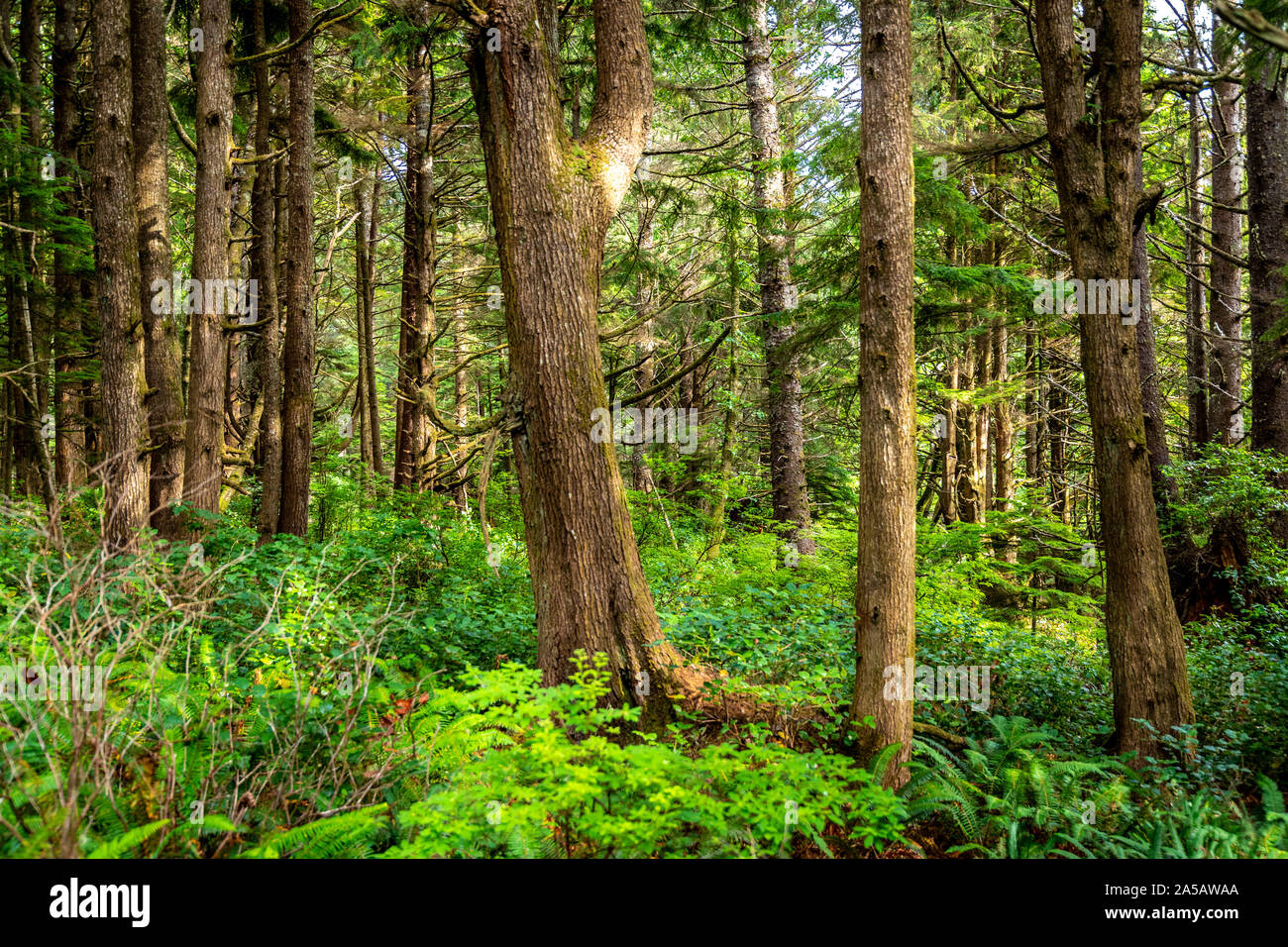 National park Olympic Forks and second beach La push Stock Photo Alamy