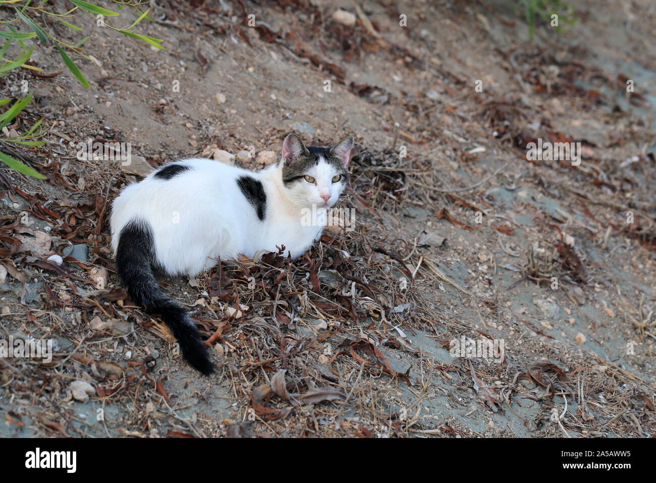 dead black and white cat