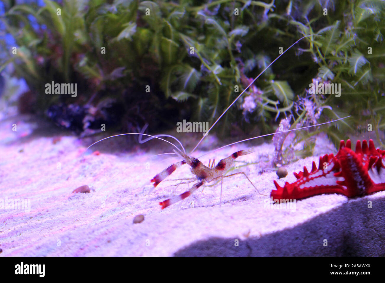 Banded coral or cleaner shrimp on the sea bottom. Side view. Red and white striped underwater inhabitant. Sea and ocean life. Diving, oceanarium or aq Stock Photo