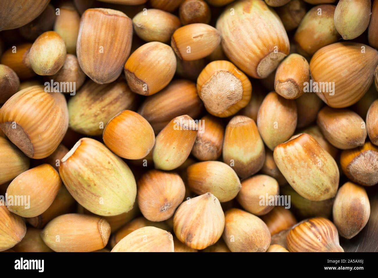 Hazelnut harvest hires stock photography and images Alamy