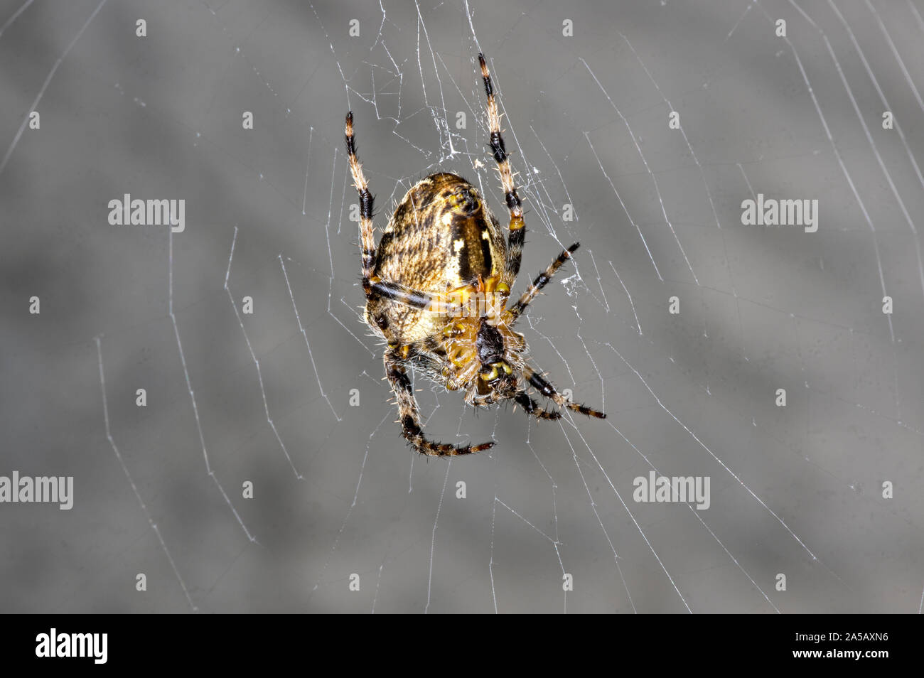 A quite large common spider of the orb web variety Stock Photo