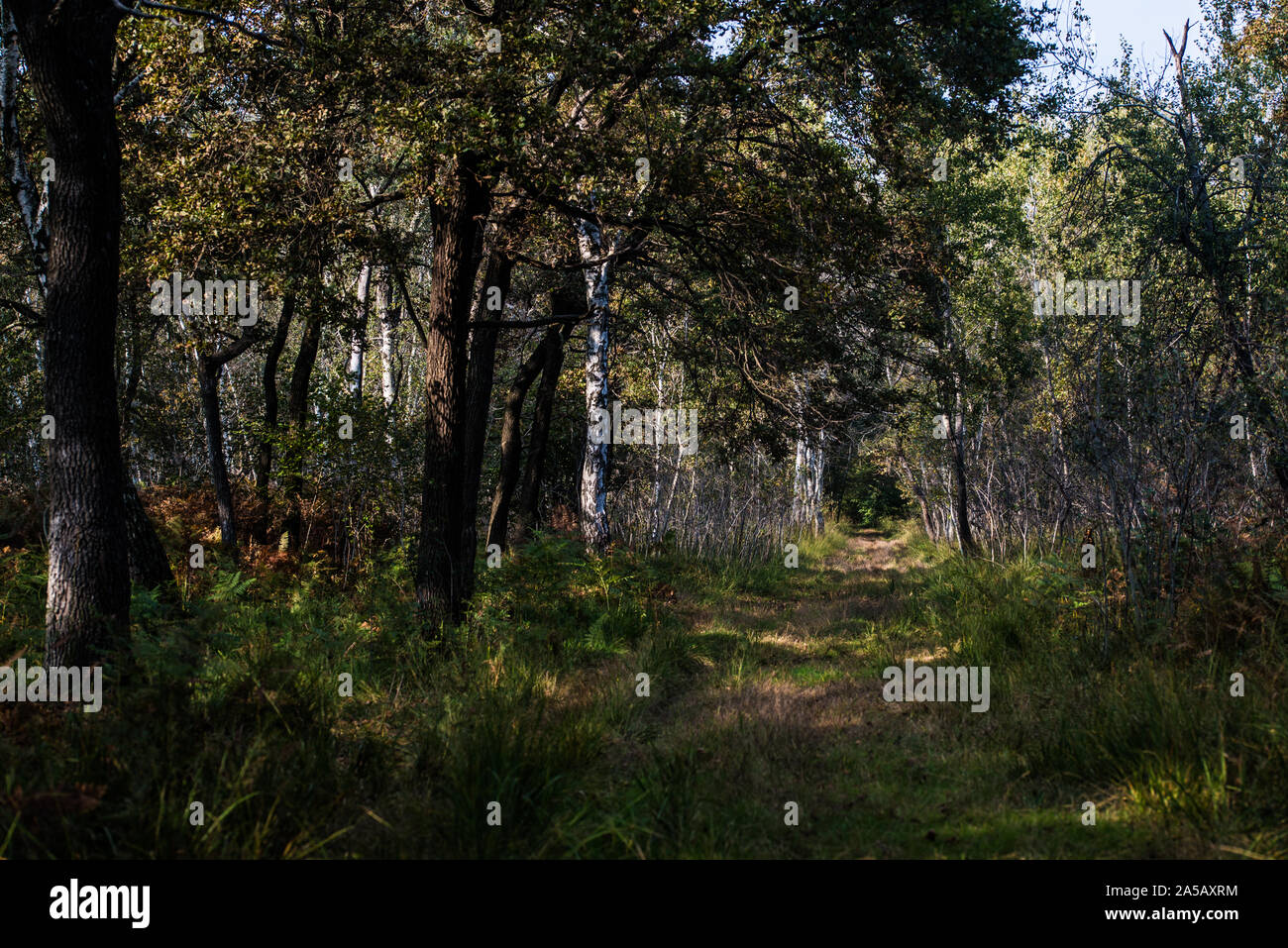 Sentiero natura hi-res stock photography and images - Alamy