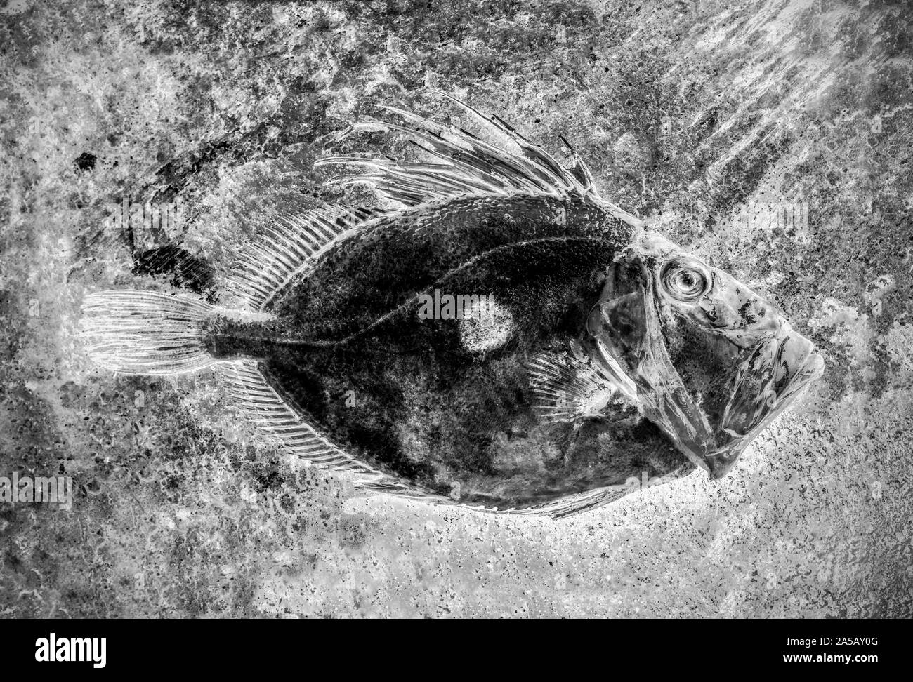 A John Dory, Zeus Faber, caught in the English Channel. The John Dory is also known as St Peter’s fish, and the round mark on its sides is said to be Stock Photo