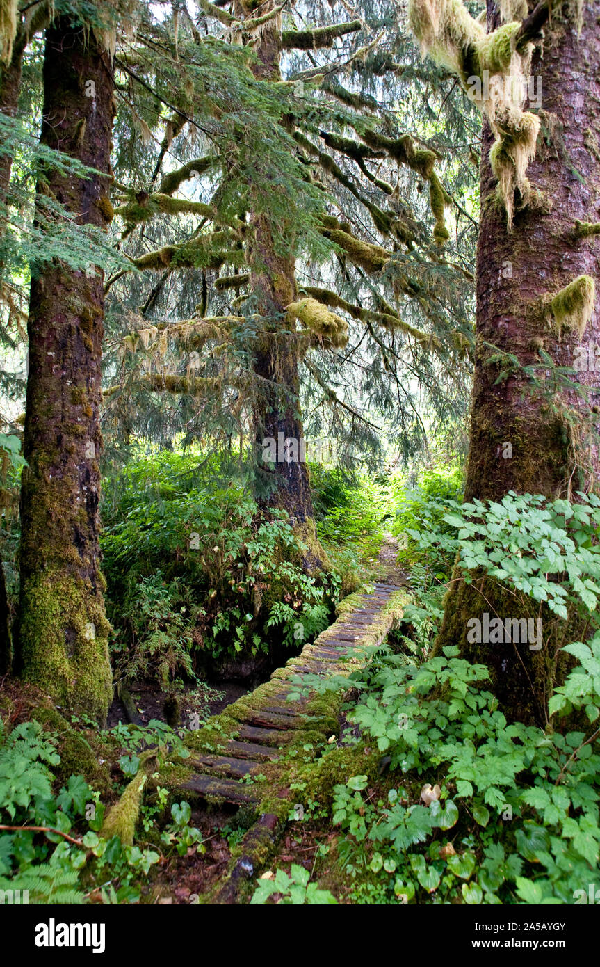 A mossy hiking trail below Sitka spruces in the coniferous old growth of the Great Bear Rainforest, near Ocean Falls, British Columbia, Canada. Stock Photo