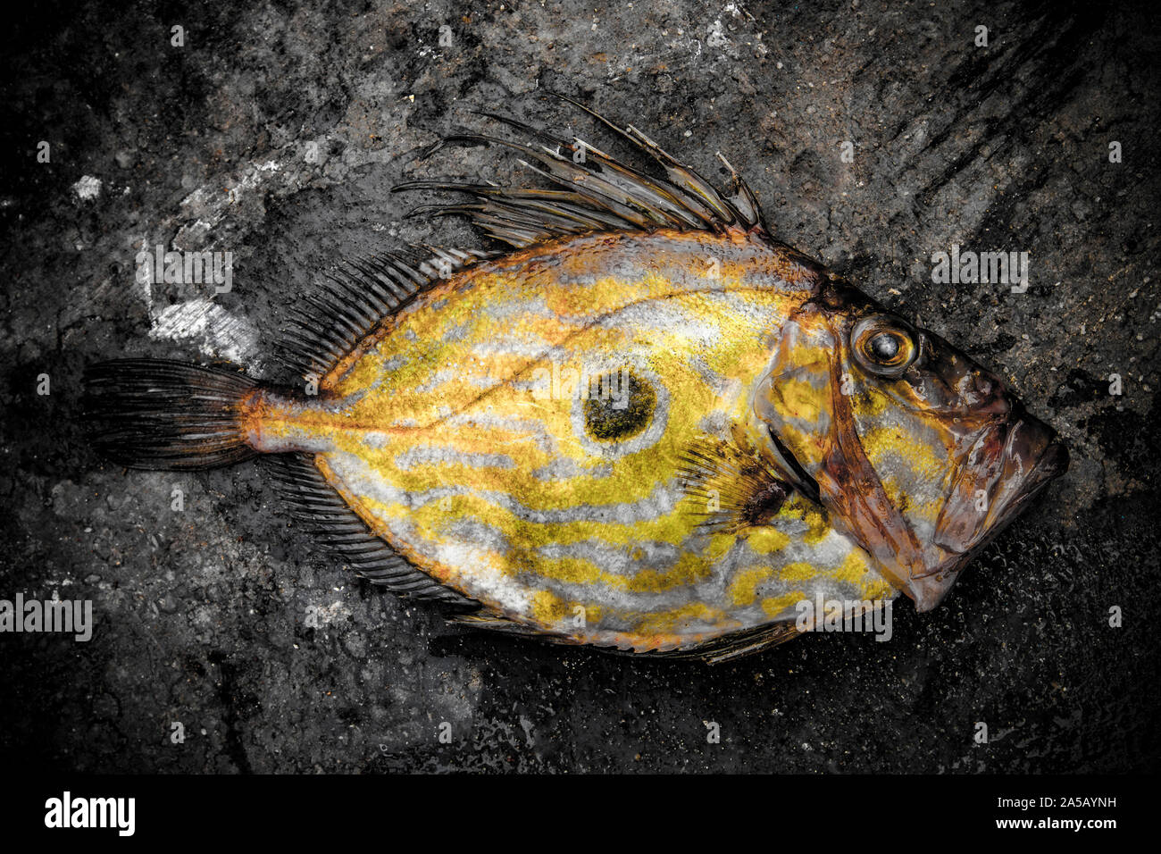 A John Dory, Zeus Faber, caught in the English Channel. The John Dory is also known as St Peter’s fish, and the round mark on its sides is said to be Stock Photo
