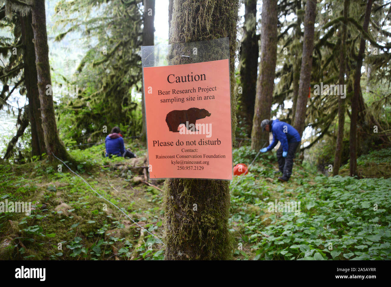 Field researchers collecting hair samples for a scientific DNA study about grizzly bears in the Great Bear Rainforest, in British Columbia, Canada. Stock Photo