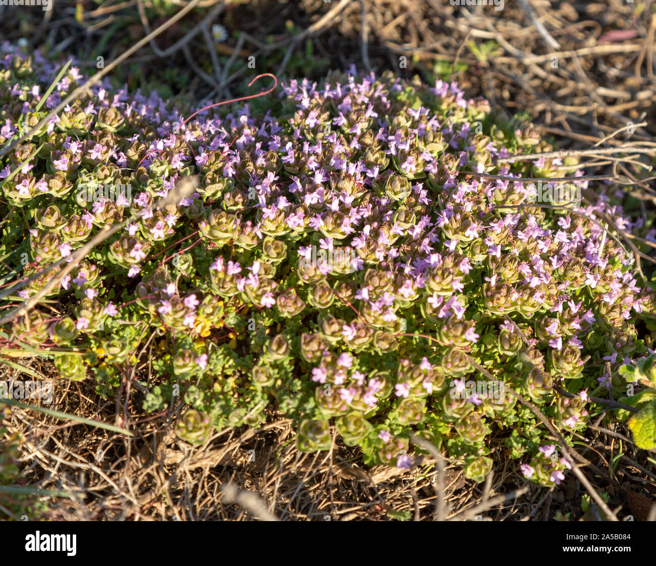 Camphor thyme, Thymus camphoratus, Portuguese coastal endemic plant