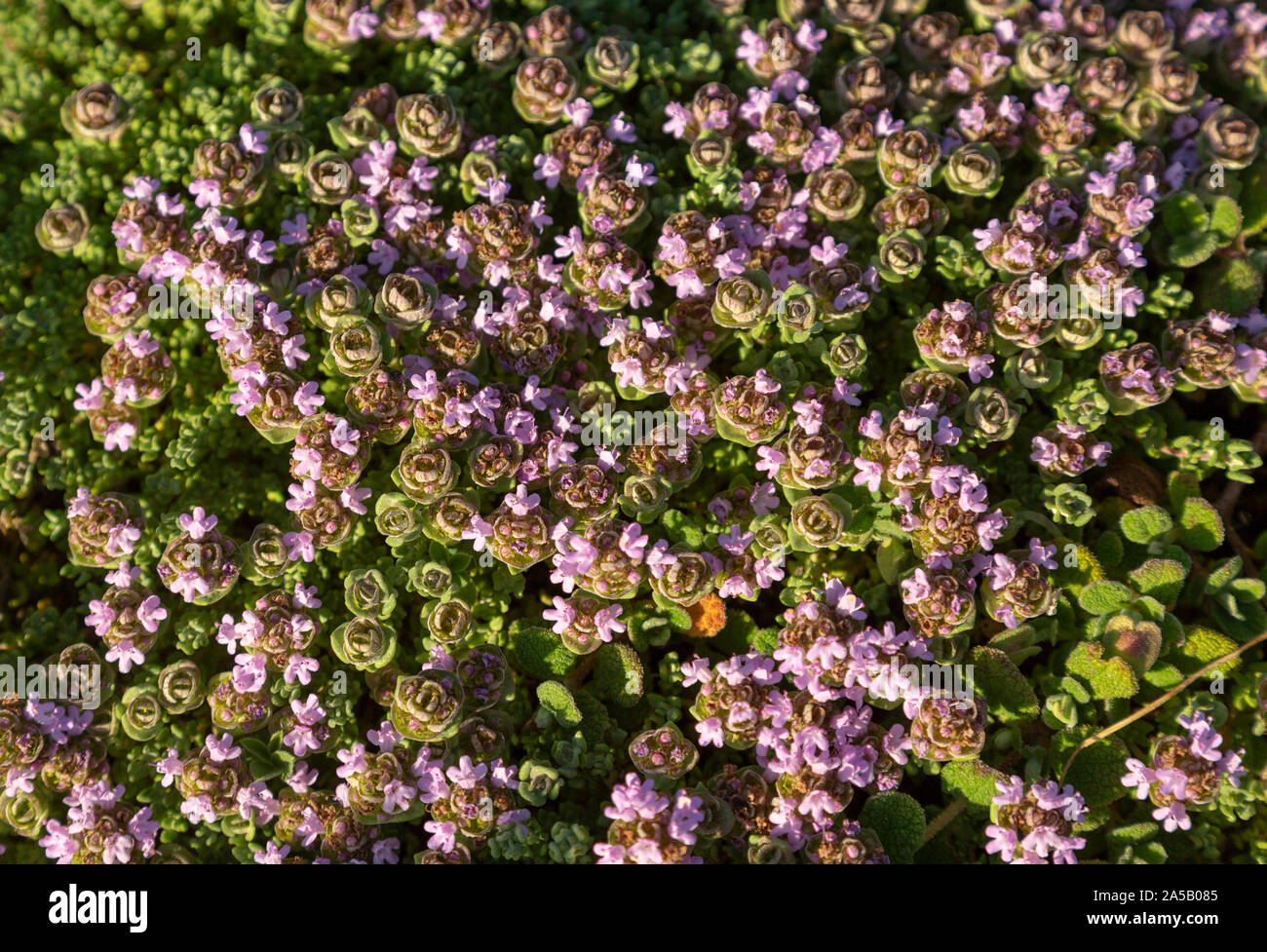 Camphor plant hires stock photography and images Alamy