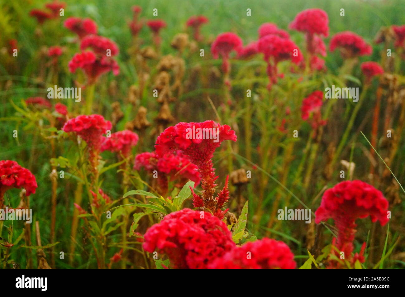Cockscomb is very beautiful in the green belt Stock Photo - Alamy