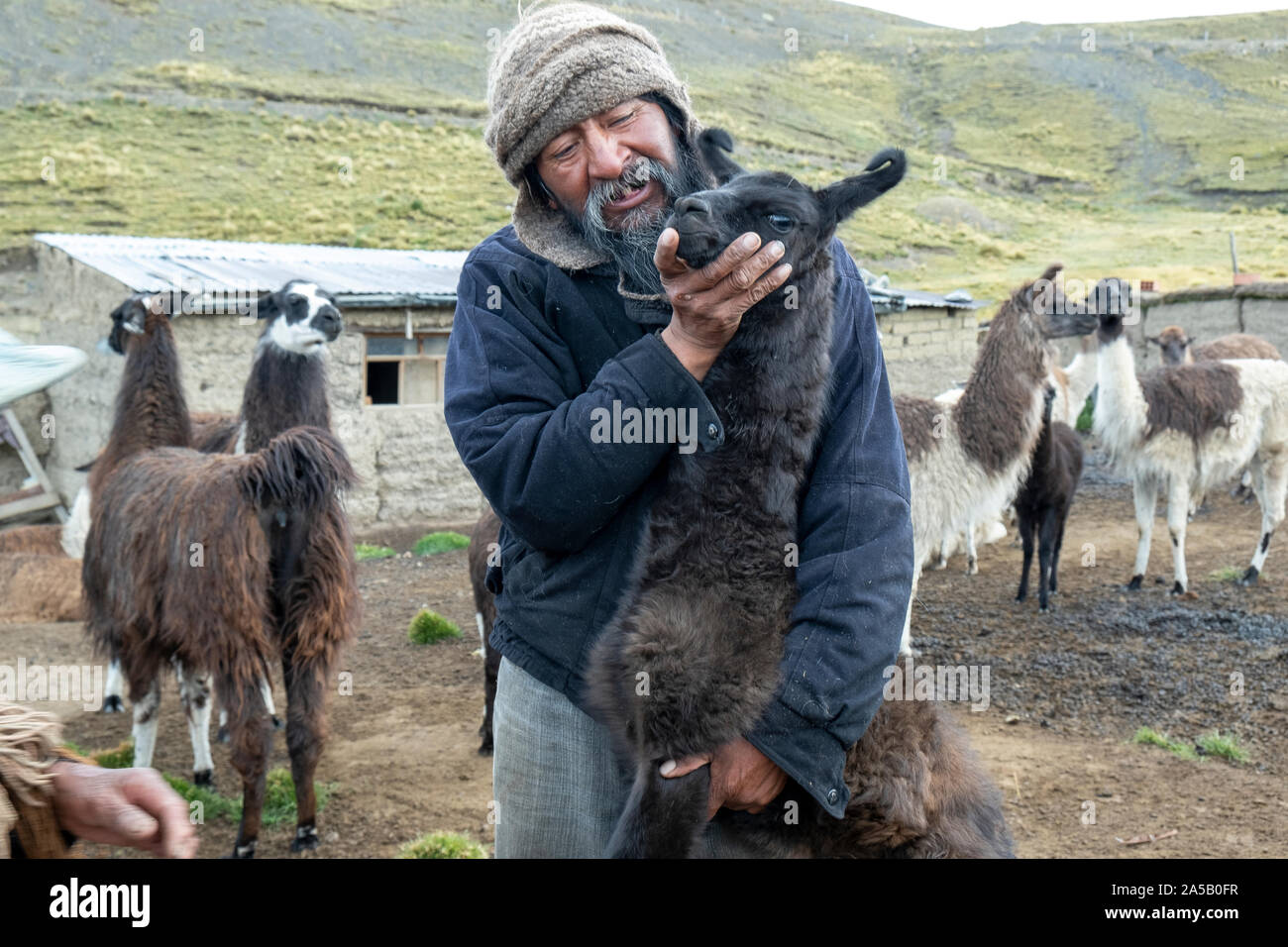 Breeder caring llamas, Bolivia Stock Photo