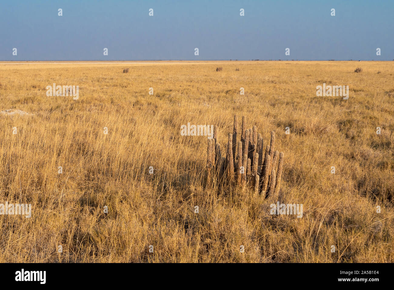 Dry Yellow Gordons Hoodia - Hoodia Gordonii - in Dry Grass Plain Savanna of the Makgadikgadi Salt Pan, Botswana, Africa Stock Photo