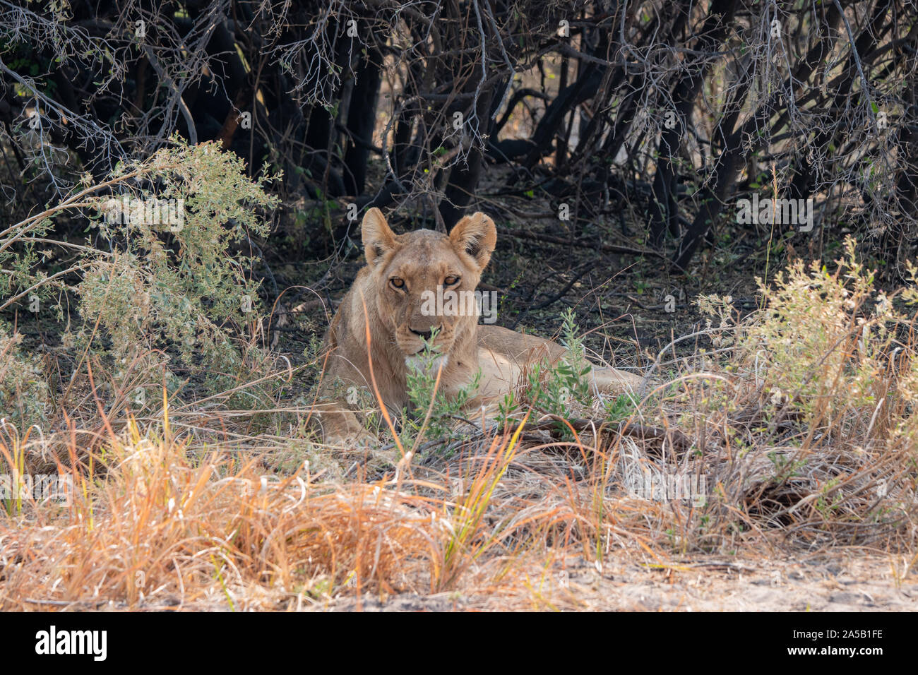 Female Lion - Lioness Resting, Lying on the Ground in the Shade of a Bush in Moremi Game Reserve, Okavango Delta, Botswana Stock Photo