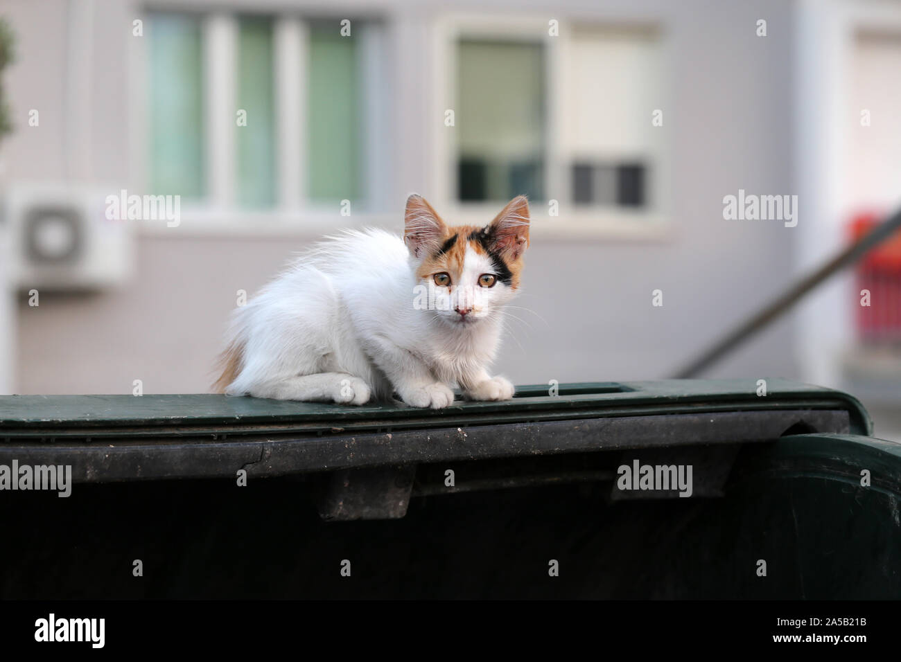 This cat is sitting on top of a rubbish pin looking... 
