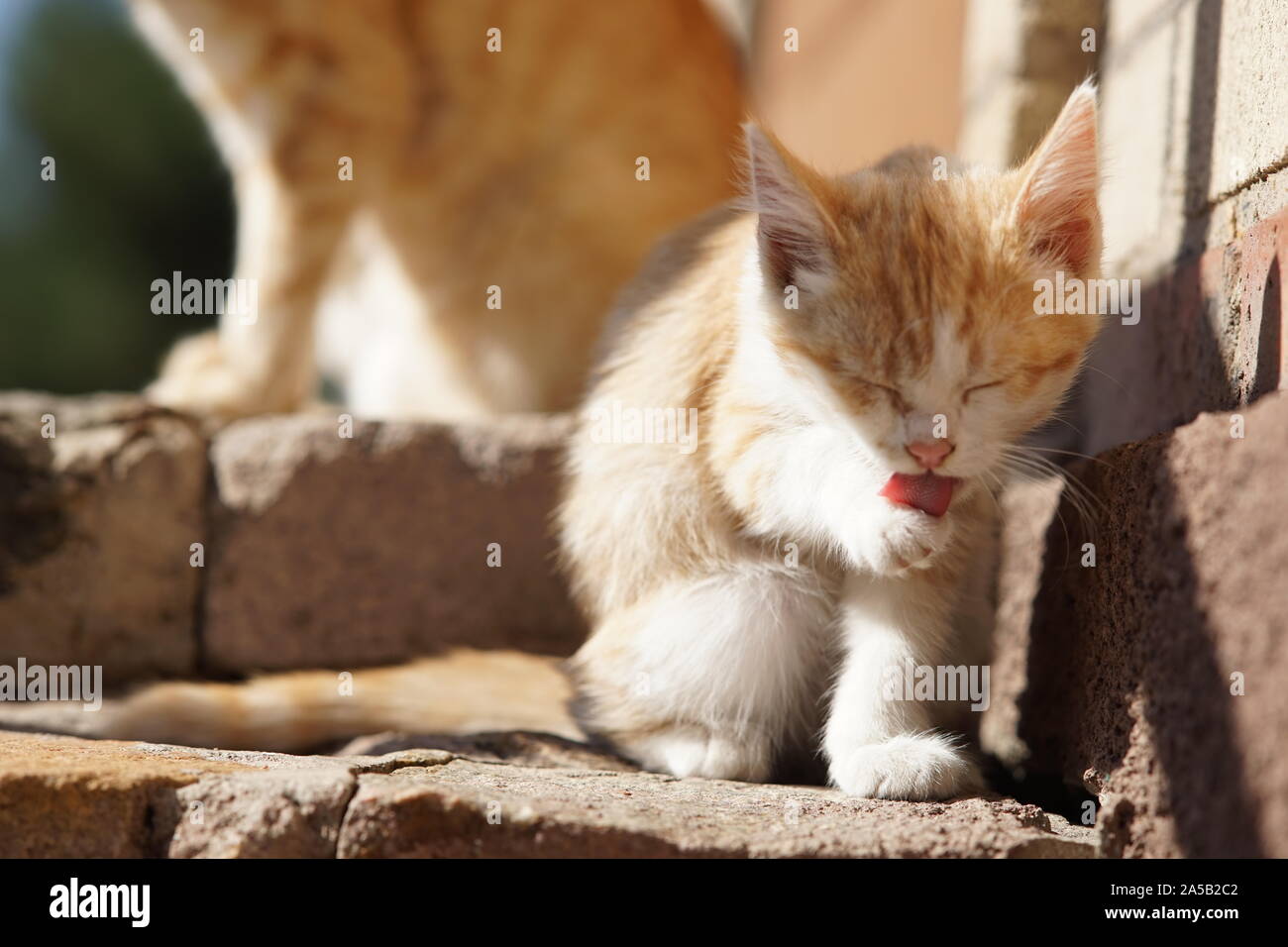 Beautiful ginger white kitten washes itself with paws in a sunny yard. Cats keep clean. Stock Photo