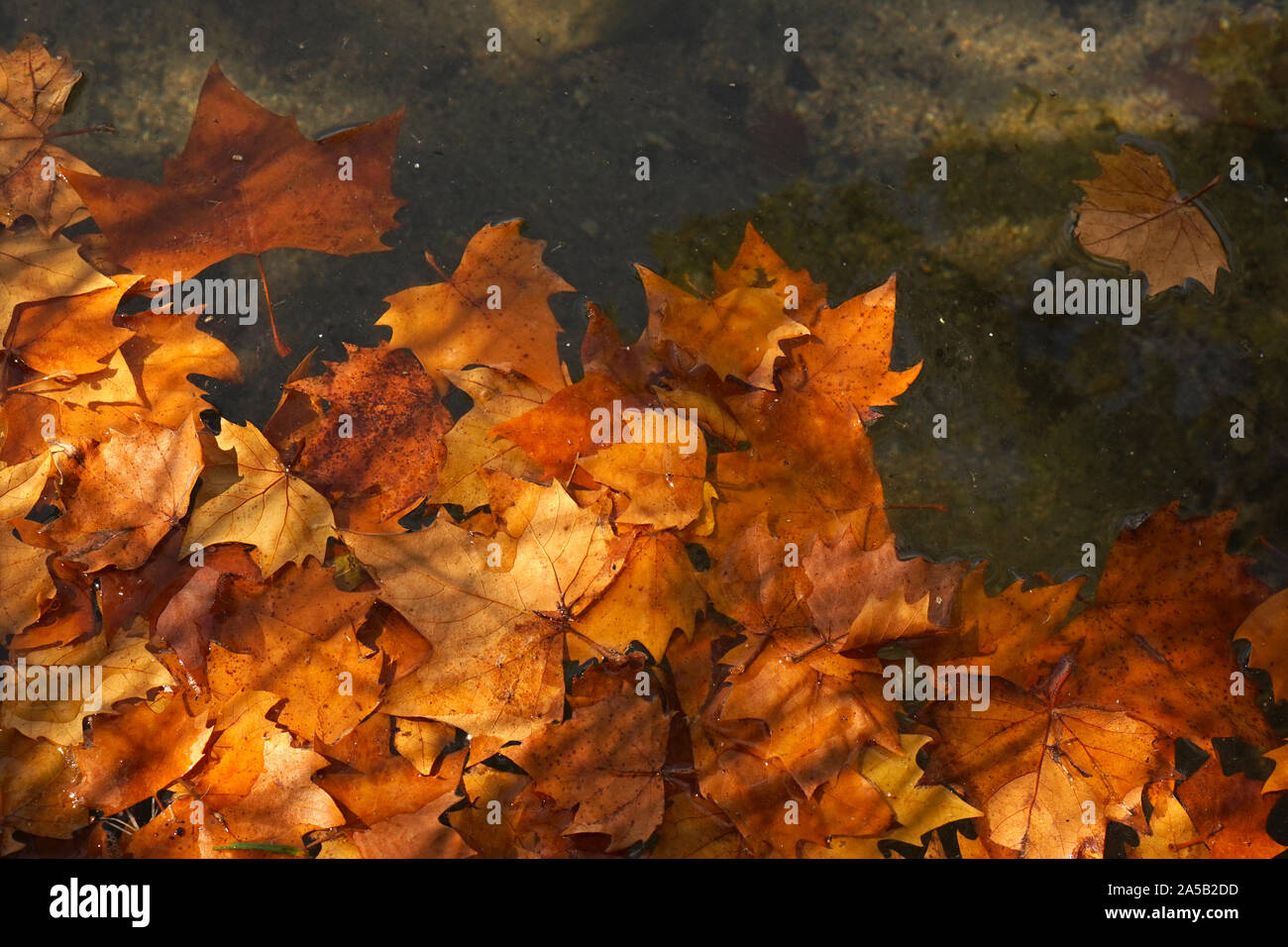Autumnal orange brown leaves floating on lake water Stock Photo