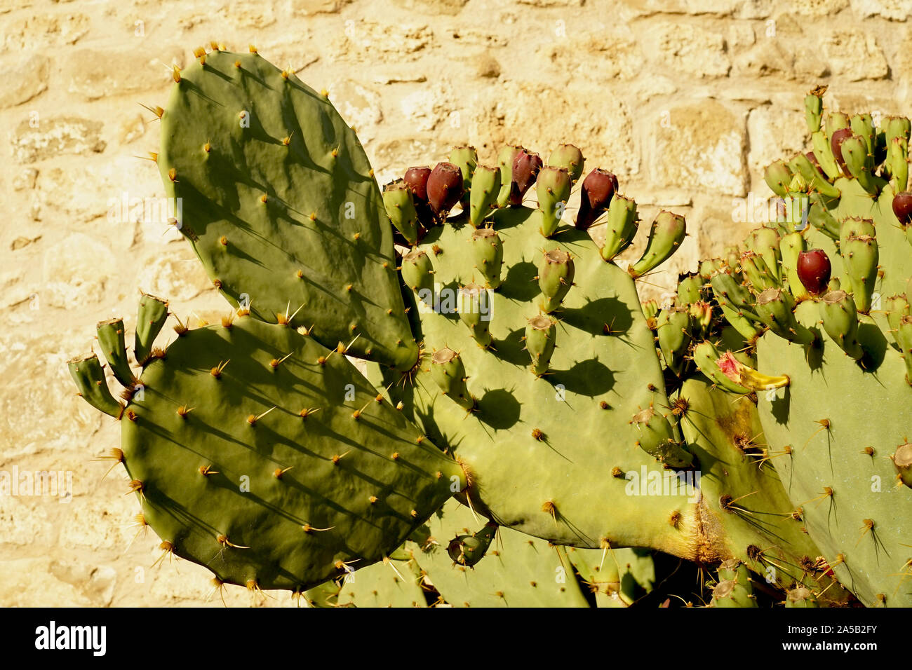 Cactus of Iberia, Prickly Pear with red fruit Stock Photo