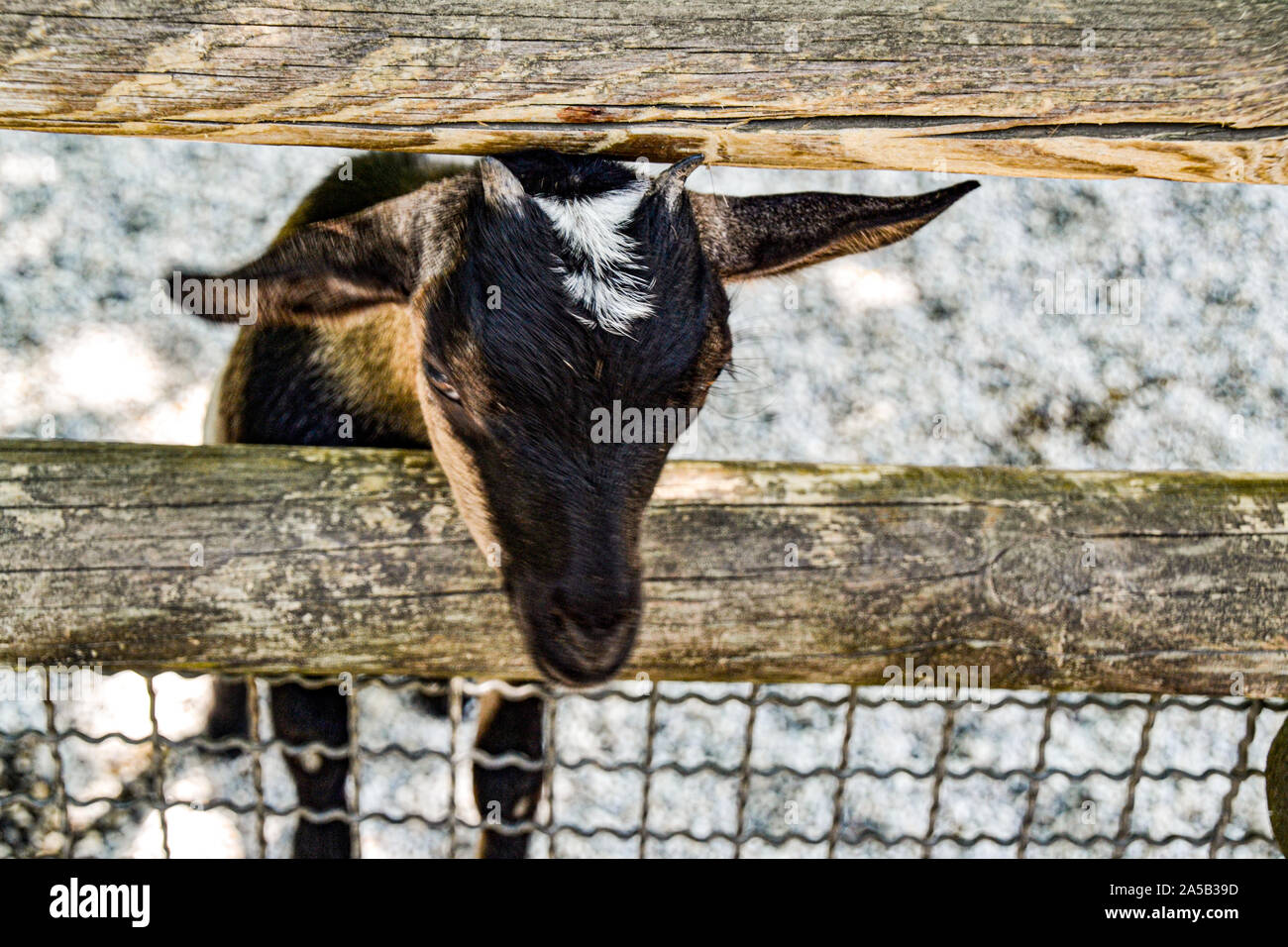 Ziege/goat im Zoo Punta Verde in Lignano (Italien) / Tierpark in Lignano / Sehenswürdigkeit in Lignano (Italien) Stock Photo