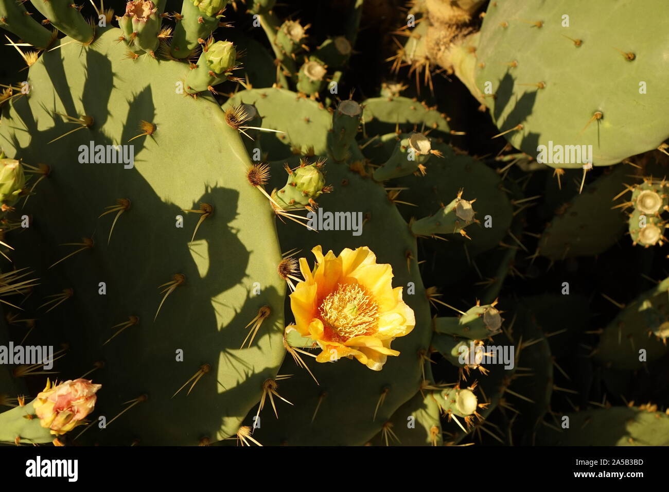 Cactus of Iberia, Prickly Pear with yellow flower Stock Photo