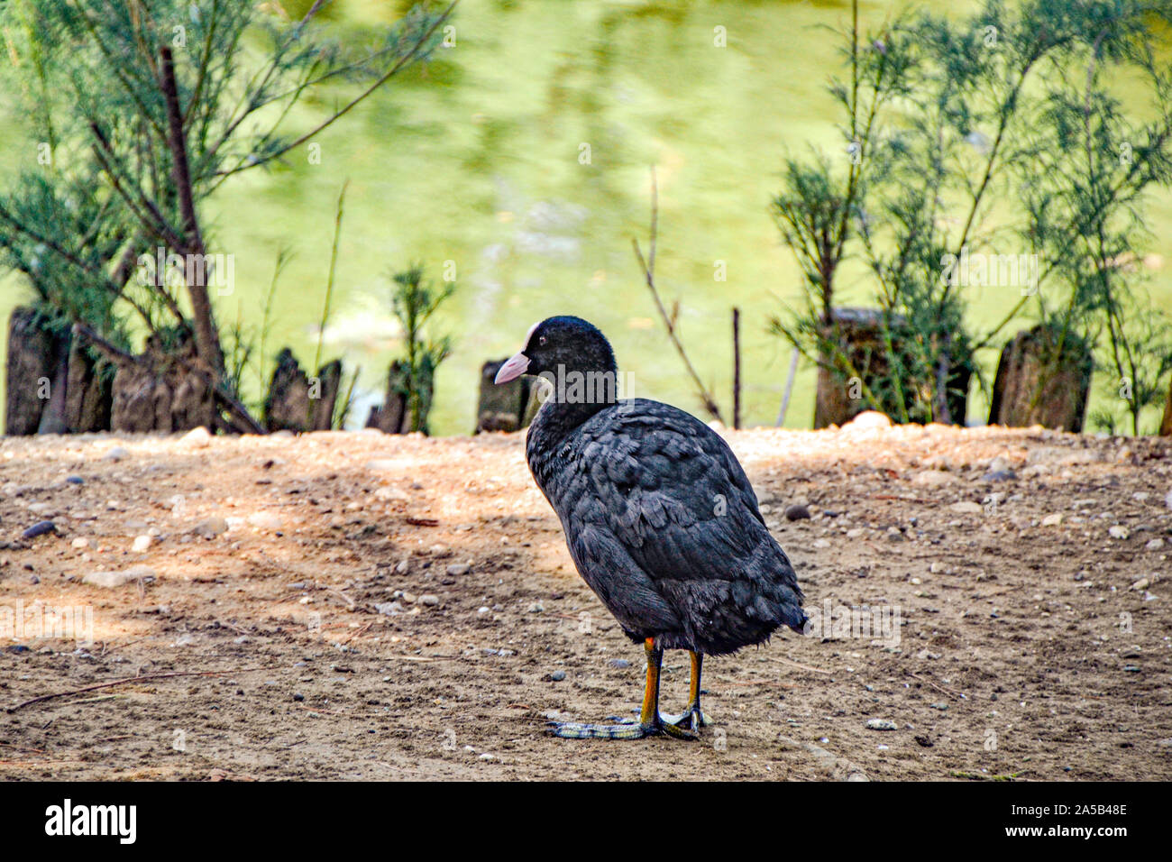 Zoo Punta Verde in Lignano | Vögel in voller Pracht Punta Verde Zoo in Lignano | Birds in full glory Stock Photo