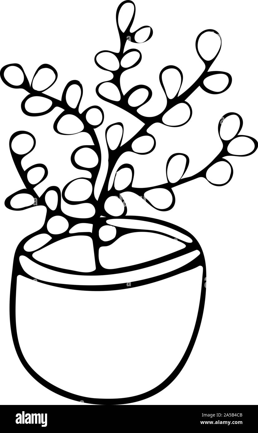 Money Tree, Crassula in pot doodle style black and white. Hand drawn illustration Stock Vector