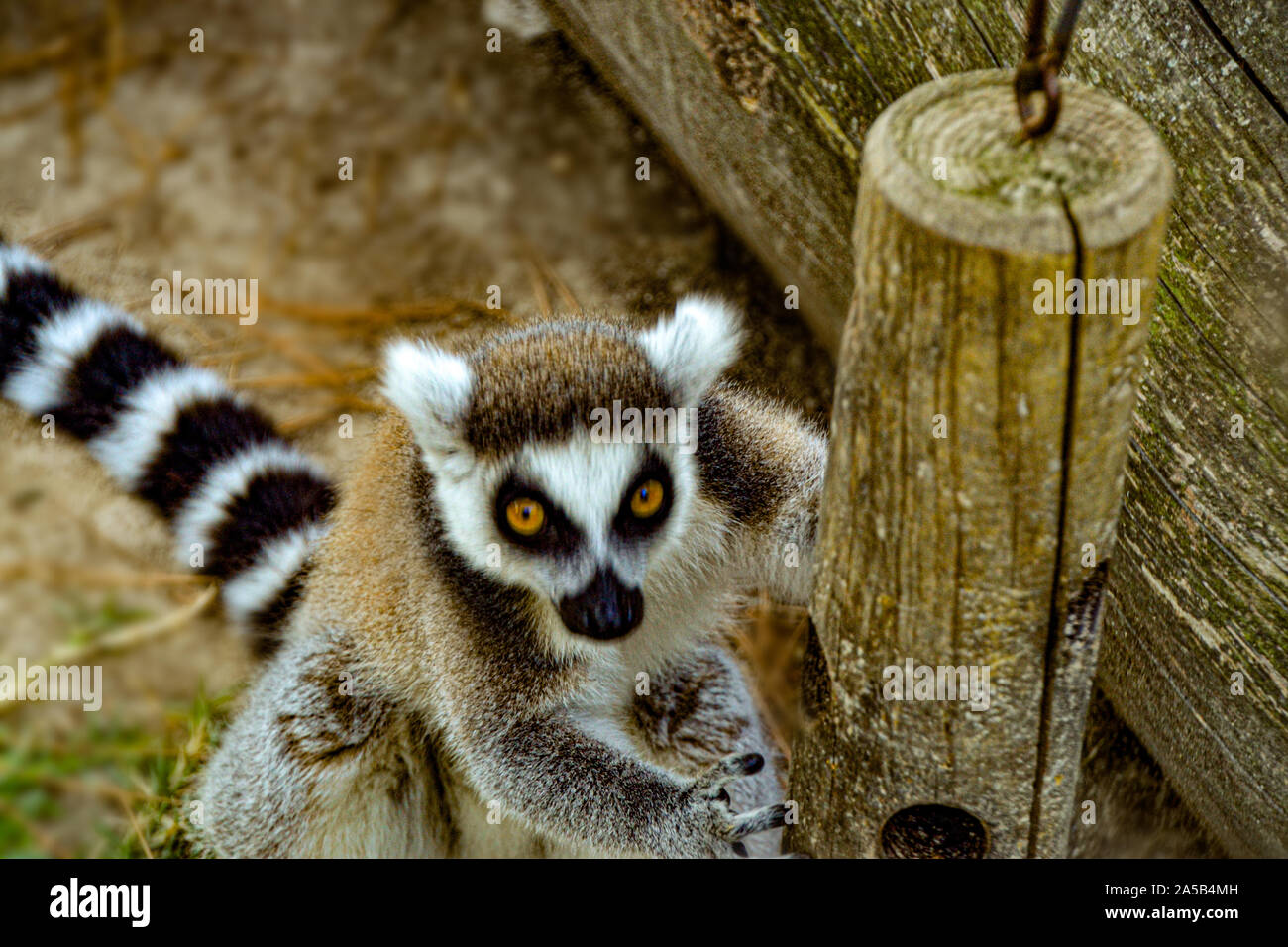 Lemuren / Lemur im Zoo Punta Verde in Lignano (Italien) / Tierpark in Lignano / Sehenswürdigkeit in Lignano (Italien) Stock Photo