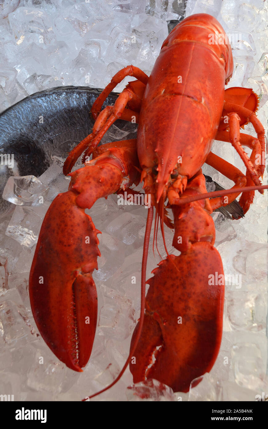 Seafood from the Adriatic Sea on a fish market on the Rialto bridge of Venice - Italy. Stock Photo