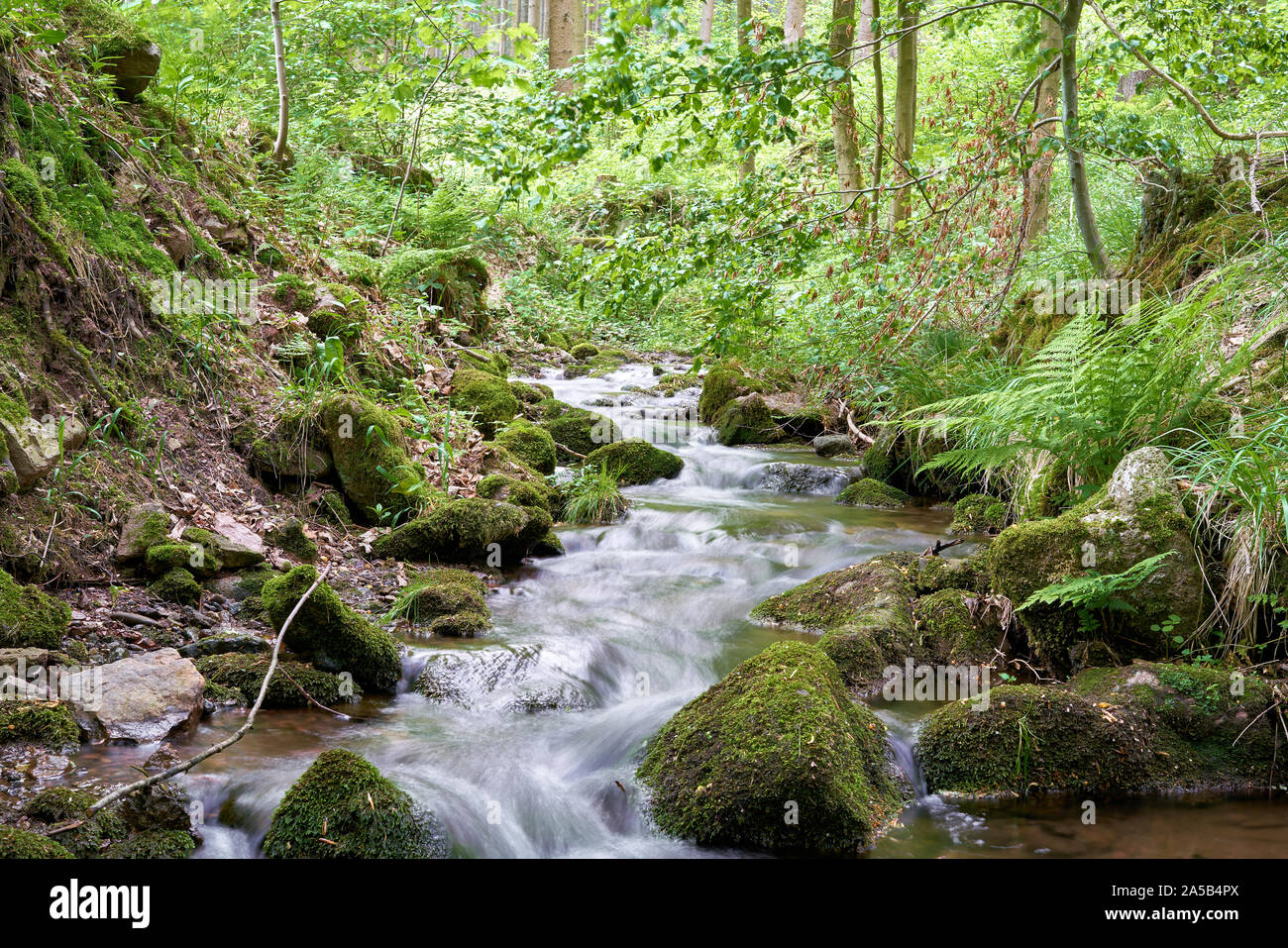 Mountain stream in the Thuringian Forest at Friedrichsroda in Germany Stock Photo