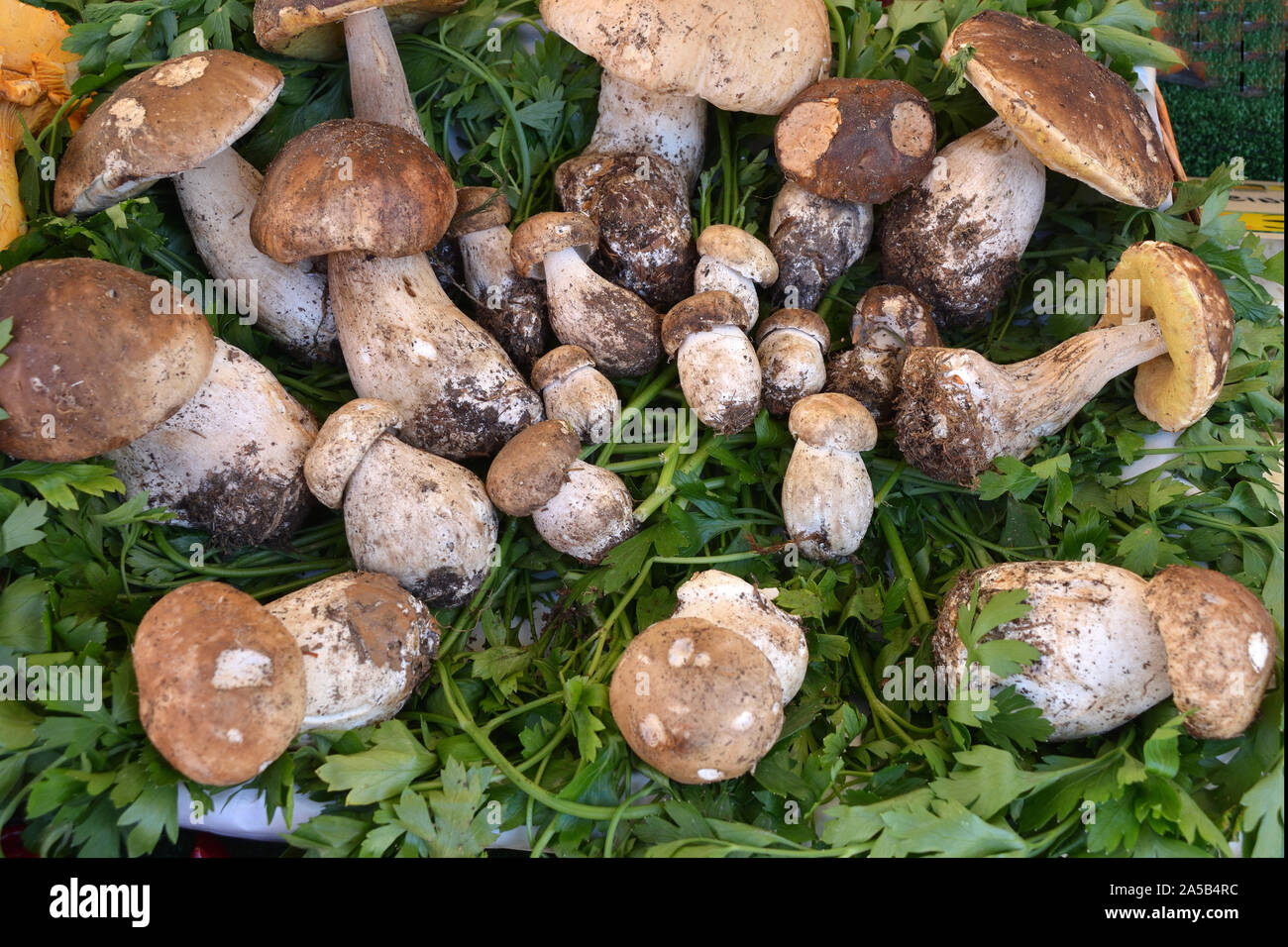 Porcini italy hires stock photography and images Alamy