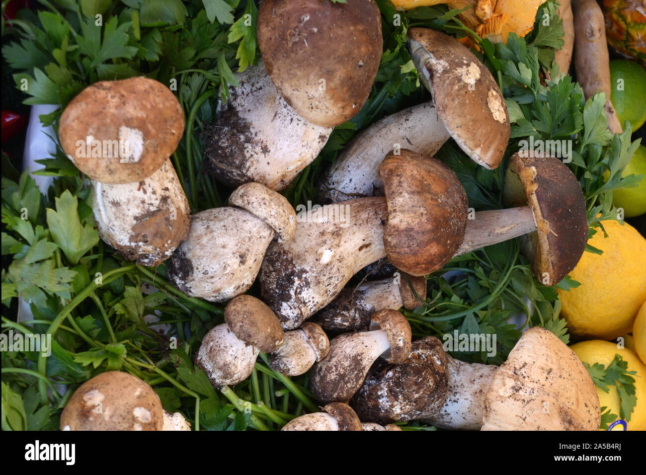 Porcini italy hires stock photography and images Alamy