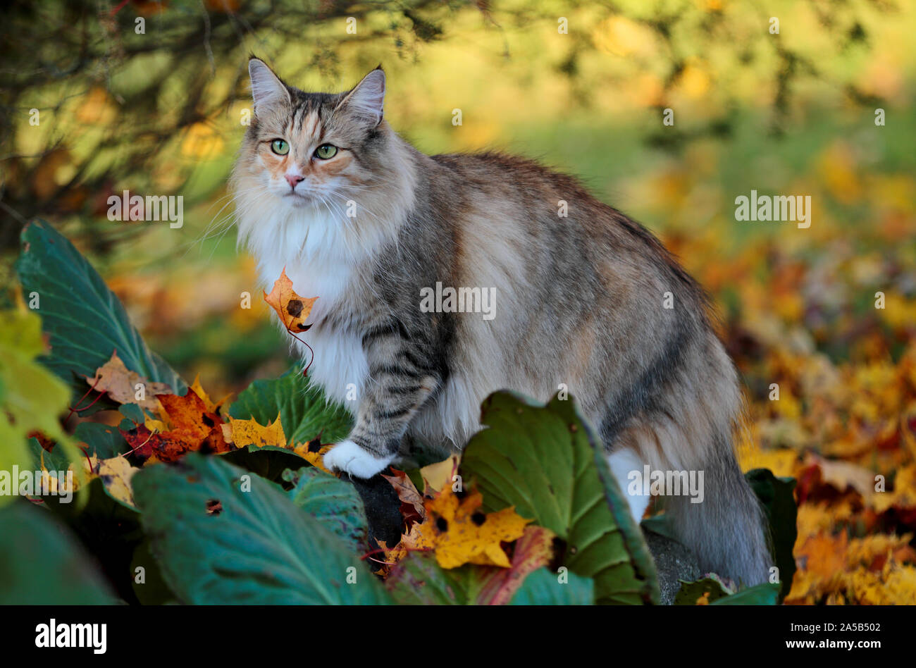 A furry norwegian forest cat stands on a stone in autumn Stock Photo