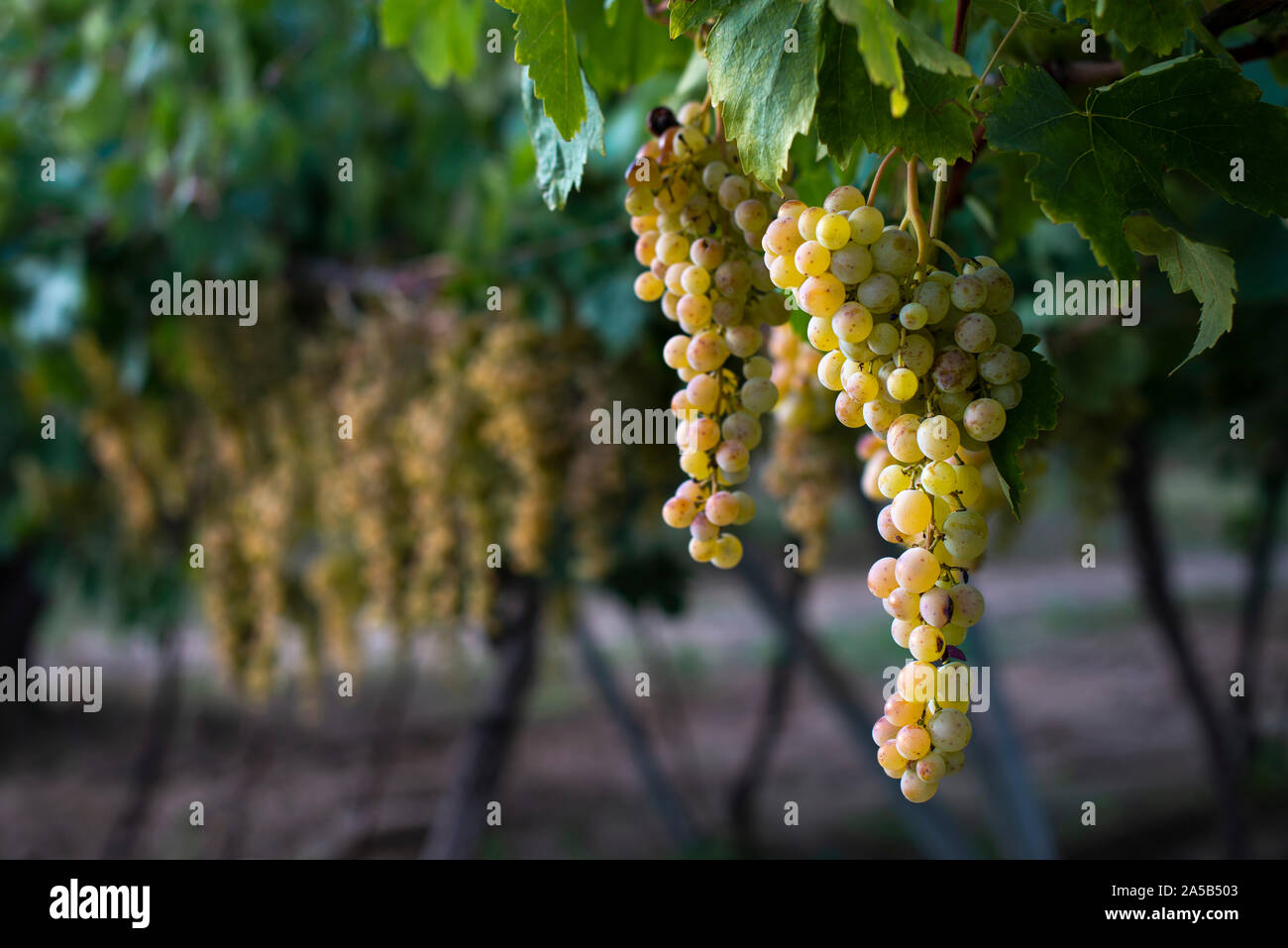 Sweet dessert grapes. Sunlight on grapes for eat. Close up Stock Photo