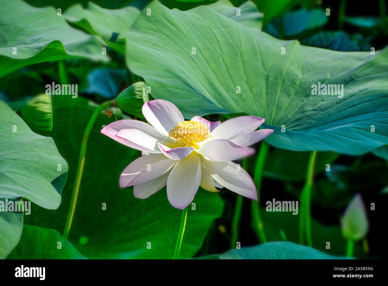 Seerosen Blute Stock Photos Seerosen Blute Stock Images Alamy