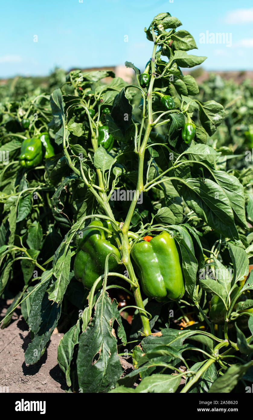 Growing green peppers hires stock photography and images Alamy