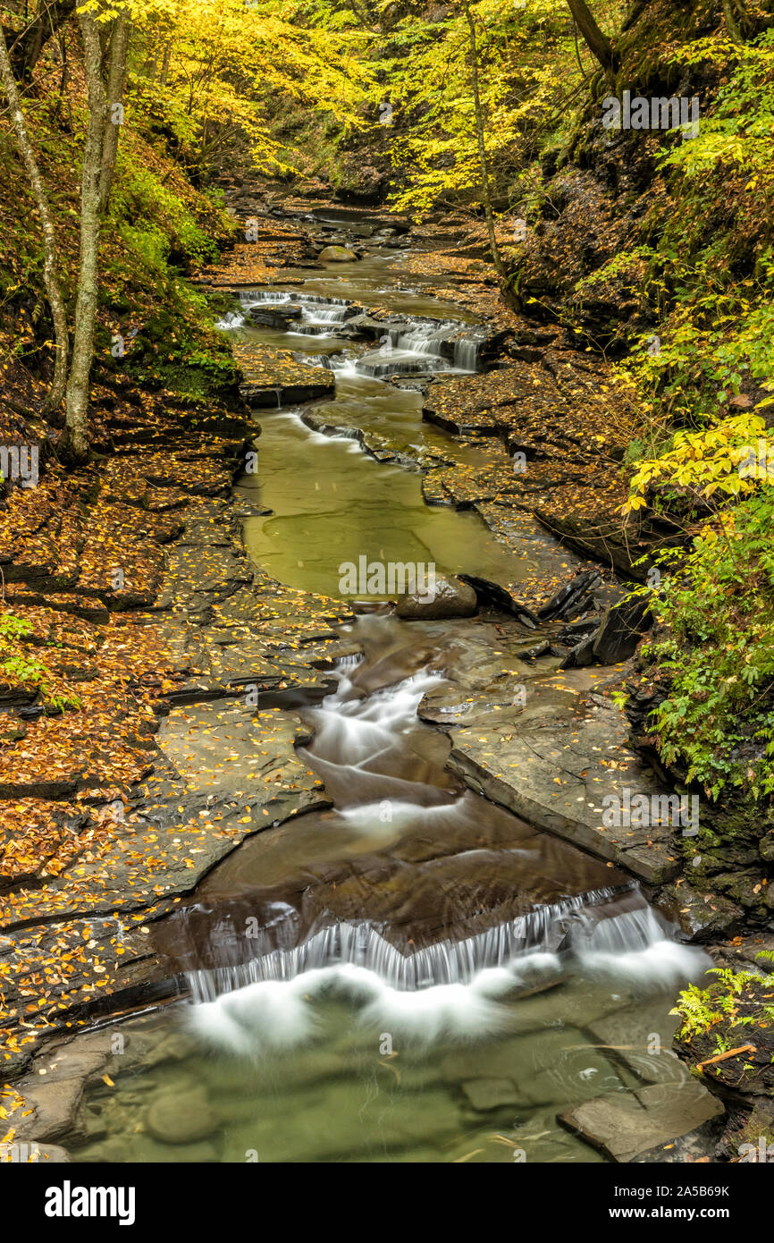 A calm stream deep in Fillmore Glen reflects the gold colors of Autumn in Moravia, New York. Stock Photo