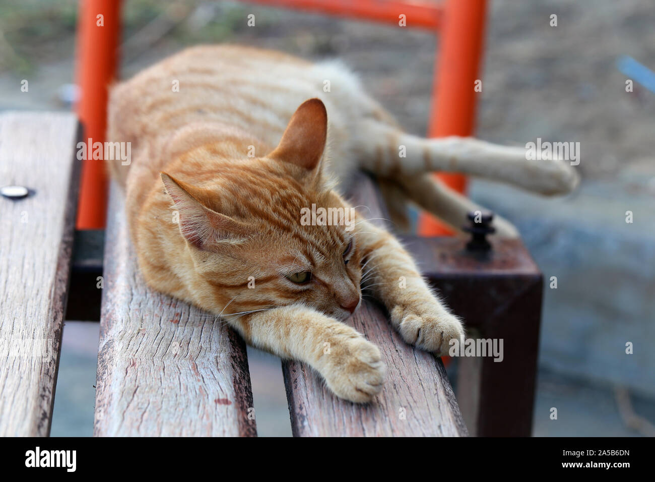 Cute wild cat photographed in the island of Cyprus. Fluffy, furry animal. This cat is a striped orange / brown one and it is sleeping on a bench. Stock Photo