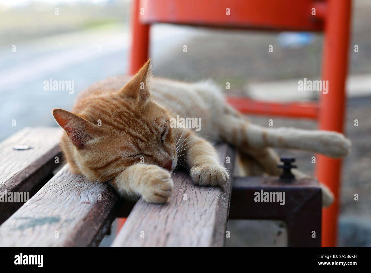 Cute wild cat photographed in the island of Cyprus. Fluffy, furry animal. This cat is a striped orange / brown one and it is sleeping on a bench. Stock Photo
