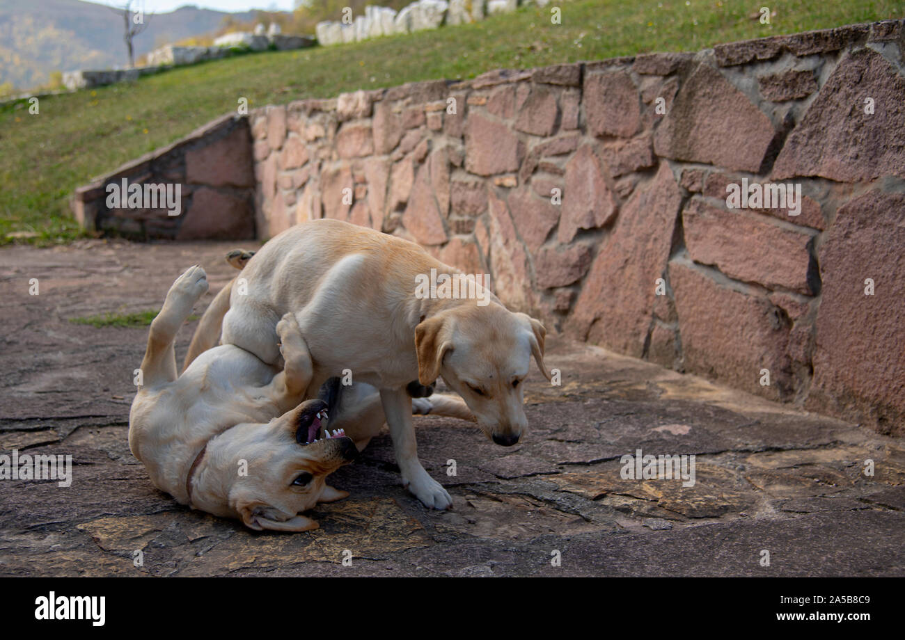 Do Labradors Ever Attack