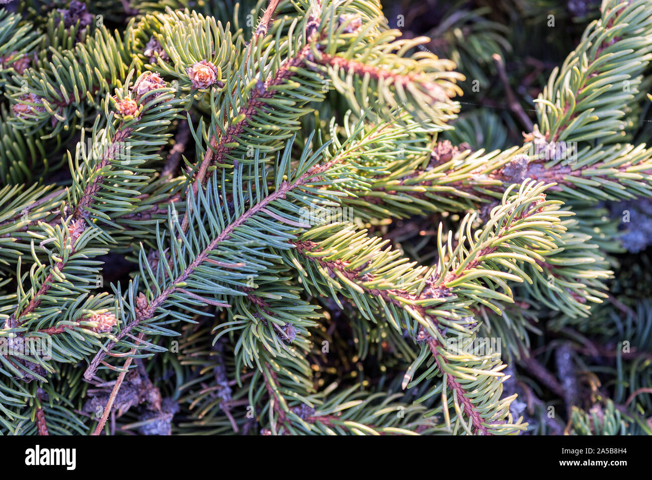 Fir branches c felled tree lying on the ground Stock Photo
