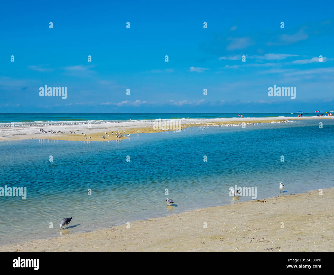 Shore birds on Lido Beach on the Gulf of Mexico on Lido Key in Sarasota Florida in the United States Stock Photo