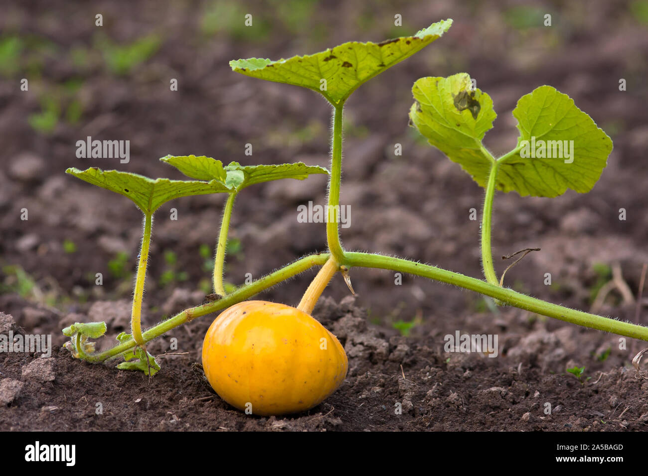 pumpkin on the ground in the vegetable garden Stock Photo - Alamy