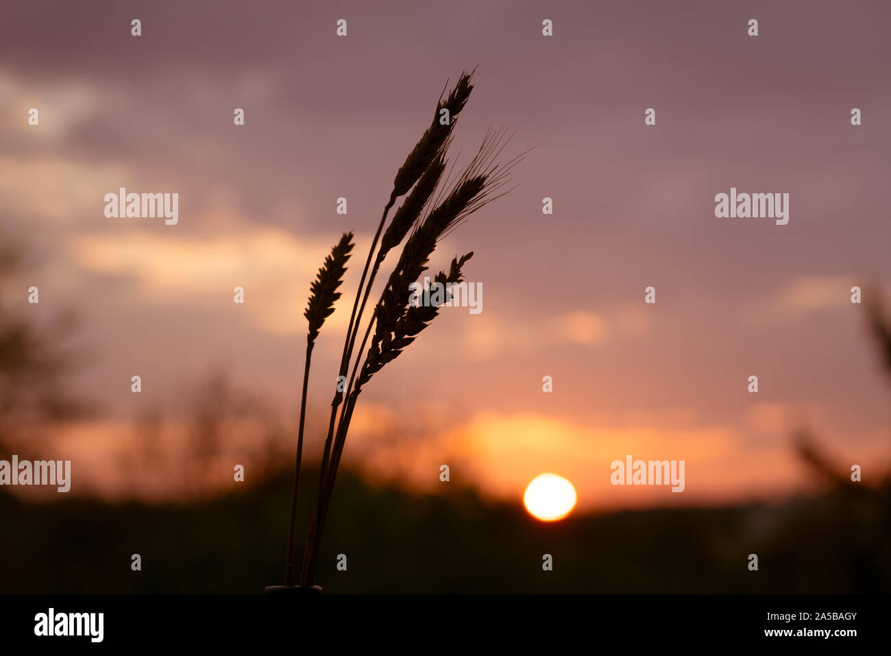Grass spikes on sunset sky background Stock Photo