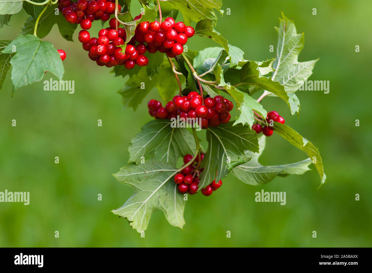 branch of red viburnum in the garden, closeup Stock Photo Alamy