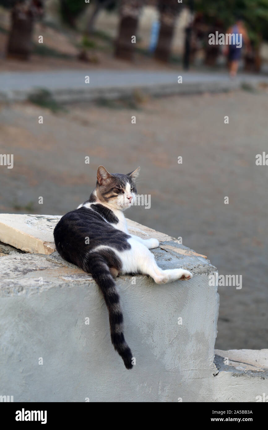 Black Round Fluffy Kitten Icon. Face Head Body, Tail. Cat Fat